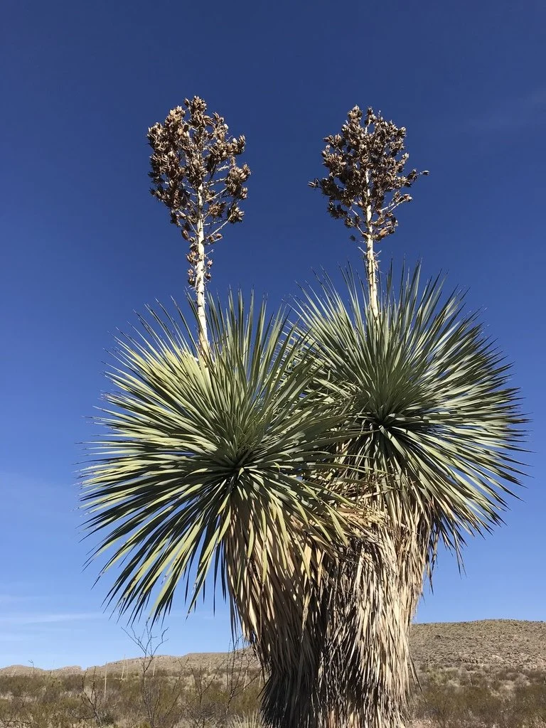 Beaked Yucca (Yucca rostrata) — Spadefoot Nursery, Inc.